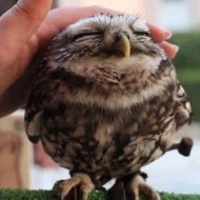 Nic3Owl